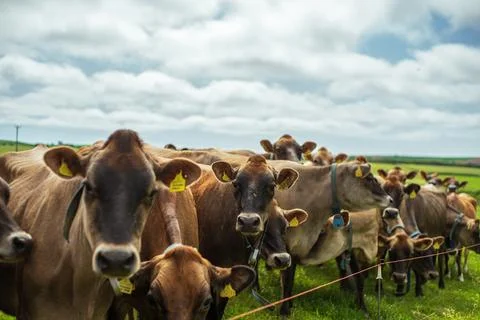 Jersey cows standing together in Cornish countryside pasture Stock Photos