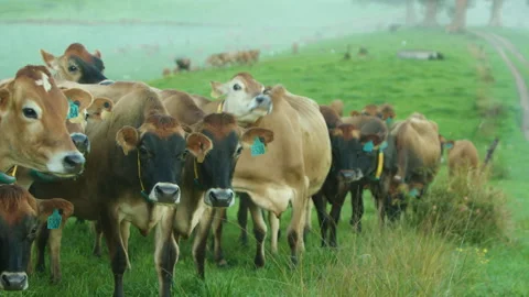 Jersey cows waiting in queue to head to barn NSW Australia Stock Footage 337157203