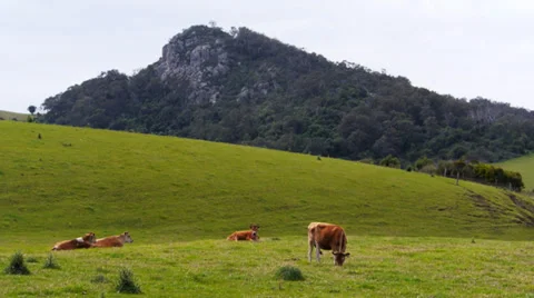 Jersey dairy cows Stock Footage 32063108