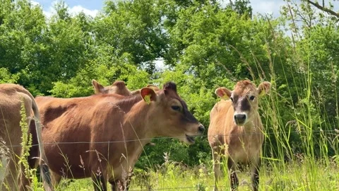 Jersey herd standing in green field pasture Stock-Footage 337303117