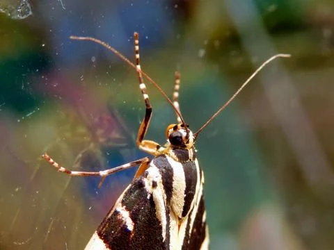 Jersey Tiger Butterfly. Stock Photos