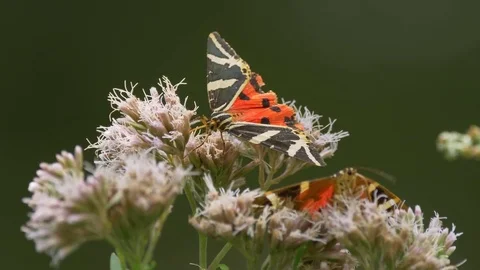 Jersey tiger (Euplagia quadripunctaria) Stock-Footage 79055805
