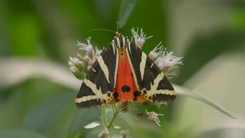 Jersey tiger (Euplagia quadripunctaria) Stock-Footage 79055812
