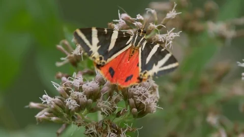 Jersey tiger (Euplagia quadripunctaria) Stock-Footage 79055824