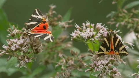 Jersey tiger (Euplagia quadripunctaria) Stock-Footage 79055872