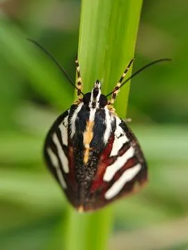 Jersey tiger moth Stock Photos