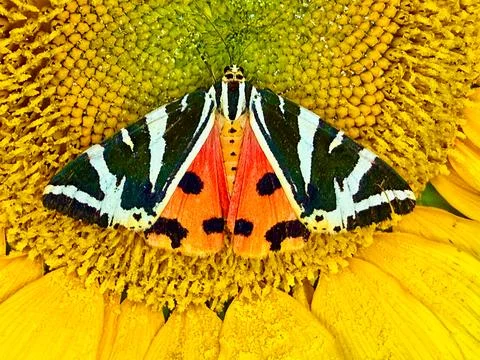 Jersey Tiger Moth Stock Photos