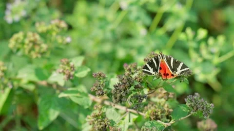 Jersey Tiger Moth Sucking Nectar on Flower Stock Footage 345971826