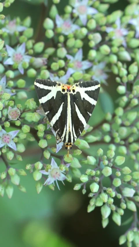 Jersey Tiger Moth Sucking Nectar on Flower Stock Footage 345971942