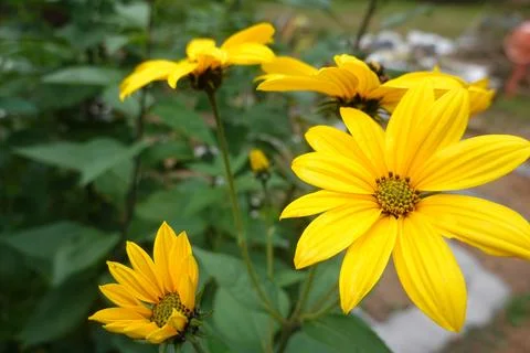 Jerusalem artichoke, also known as sunroot or sunchoke, blooming with vibra.. Stock Photos