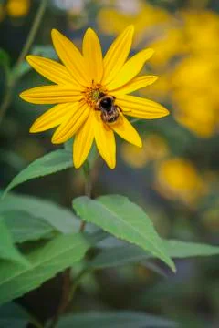 Jerusalem artichoke - bumblebee 库存照片