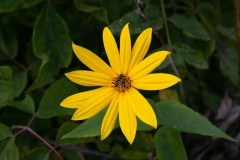 Jerusalem artichoke flower with bee Foto stock