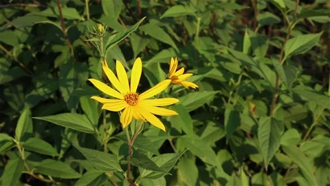 Jerusalem artichoke flower Stock Footage 160538155