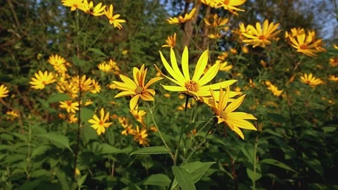 Jerusalem artichoke flower Stock Footage 170081482