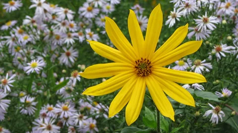 Jerusalem artichoke 스톡 동영상 29339655