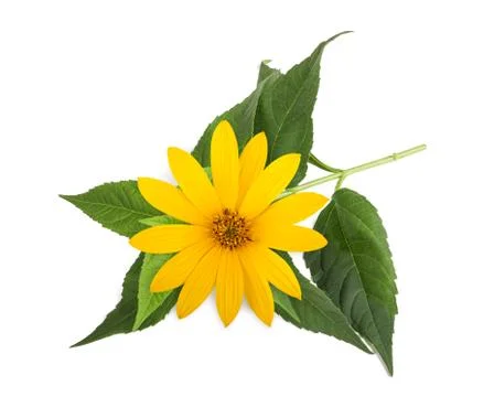 Jerusalem artichoke Stock Photos