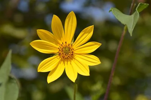 Jerusalem artichoke Stock Photos