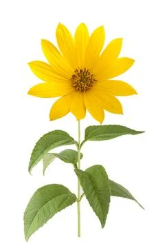 Jerusalem artichoke Stock Photos