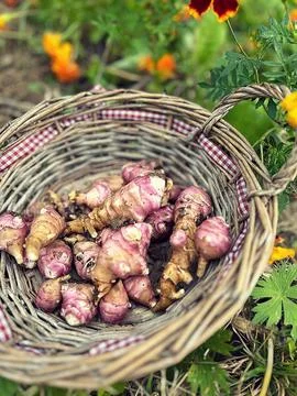 Jerusalem artichoke Stock Photos