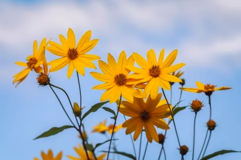 Jerusalem artichoke - sky 库存照片
