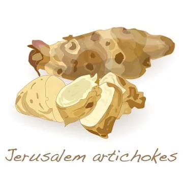 Jerusalem artichoke vector Illustrazione stock