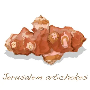Jerusalem artichoke vector Stock Illustration