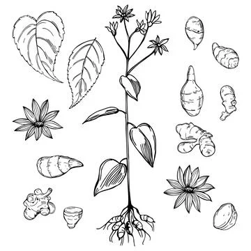 Jerusalem artichoke . Vector  illustration Stock Illustration
