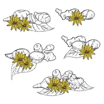 Jerusalem artichoke . Vector  illustration Illustrazione stock