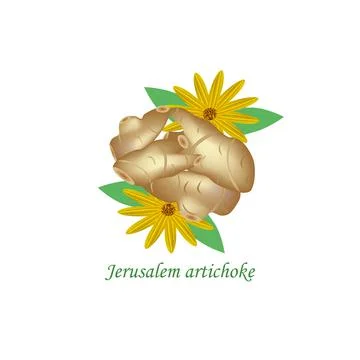 Jerusalem artichoke. Vector illustration on isolated background Illustrazione stock