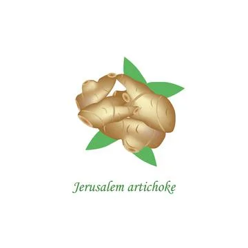 Jerusalem artichoke. Vector illustration on isolated background Illustrazione stock