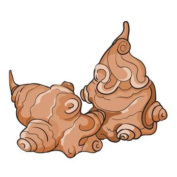 Jerusalem artichoke vegetable two pieces in brown color, cartoon illustration Stock Illustration