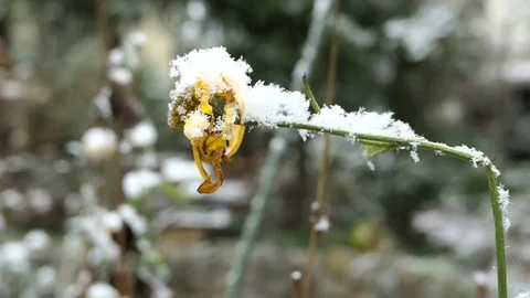 Jerusalem artichoke in winter time with snow. 스톡 동영상 84144962