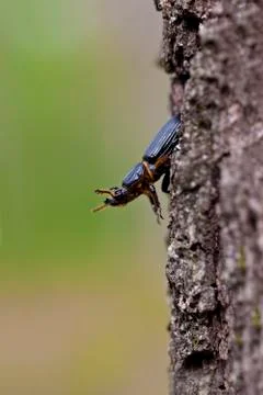 Jerusalem beetle on tree Stock Photos