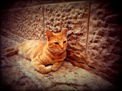 Jerusalem Cat 写真素材
