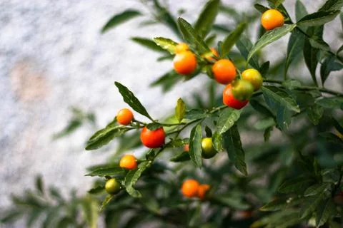 Jerusalem cherry plant , fruit like tiny tomatos. Orange red and yellow colored Stock Photos