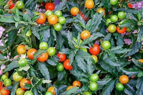 Jerusalem cherry Solanum pseudocapsicum, or winter cherry plants, ornamenta.. Stock Photos
