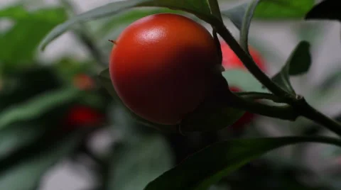 Jerusalem Cherry Time-lapse Stock Footage 45713762