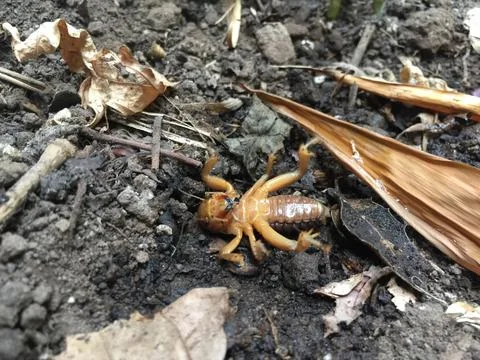Jerusalem Cricket #1 Stock Photos