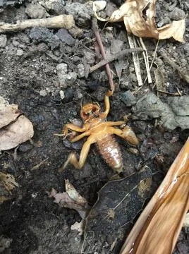 Jerusalem Cricket #2 Stock Photos