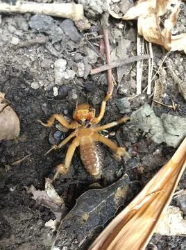 Jerusalem Cricket #3 Stock Photos
