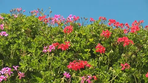 Jerusalem flowers 1 Stock Footage 10840567