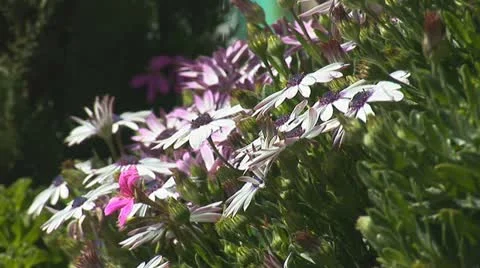 Jerusalem flowers 2 Video stock 10840280