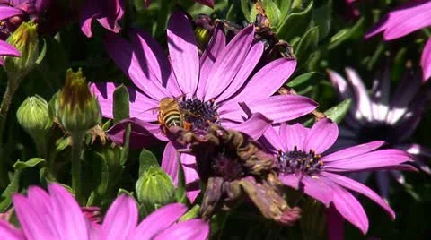 Jerusalem flowers 4 Stock Footage 10840292