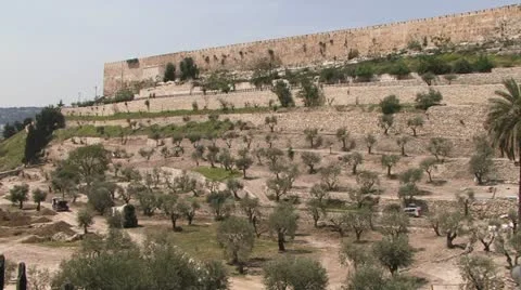 Jerusalem Israel olive trees Stockbeeldmateriaal 11498170