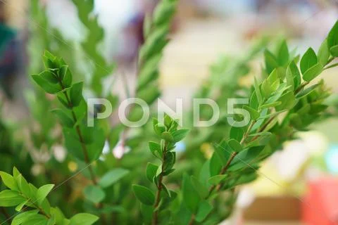 JERUSALEM - OCTOBER 7, 2014: Religious Jews at a lulav market place, Israel Stock Photos