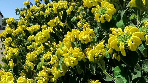 Jerusalem Sage in flower, Devon. Stock Footage 155584431