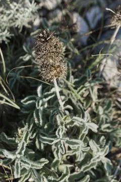 Jerusalem Sage Stock Photos