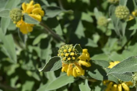 Jerusalem sage Stock Photos