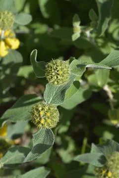 Jerusalem sage Stock Photos
