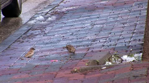 Jerusalem snow  15 Stock Footage 10828342